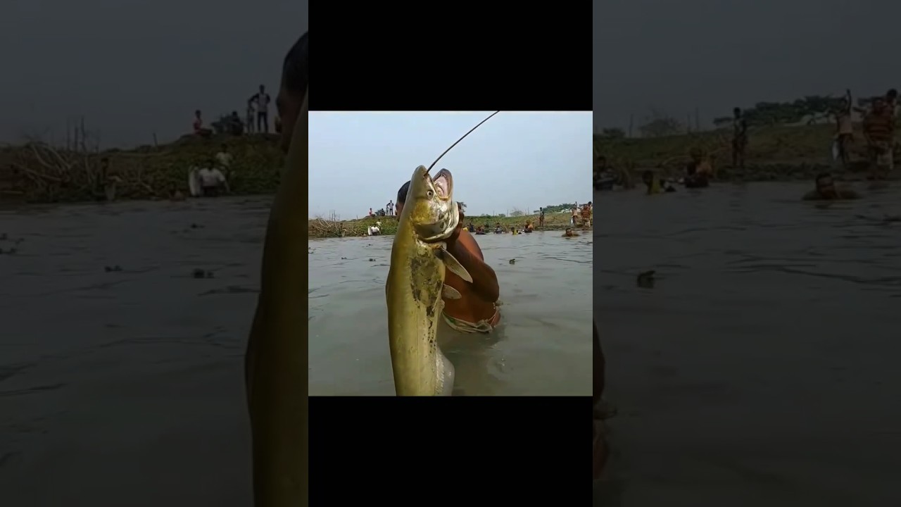 Big Size Boal Fish # Traditional Fishing