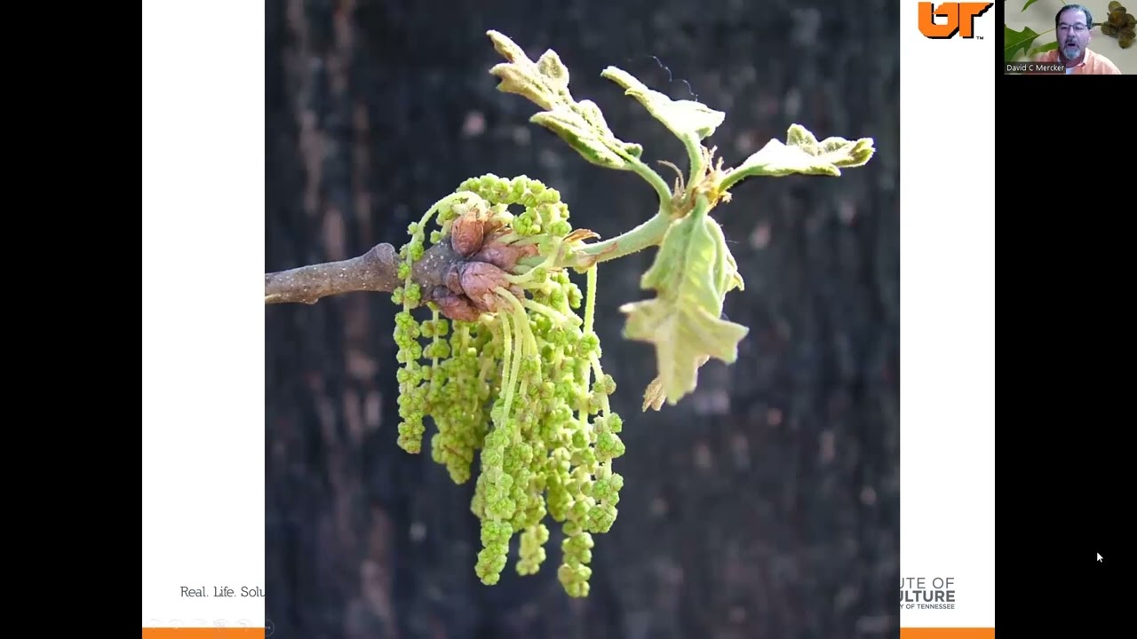 How Do Acorns Develop?