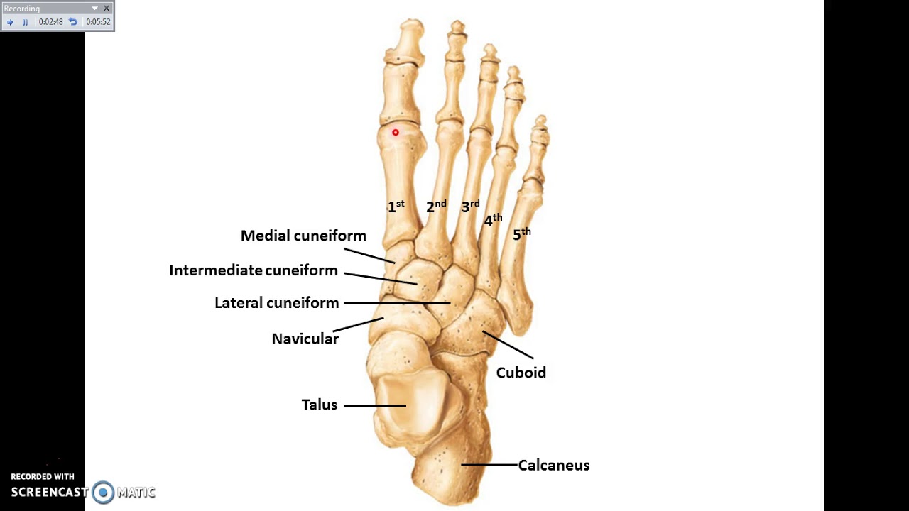 Overview of Lower Limb (1) - Bones and joints - Dr. Ahmed Farid