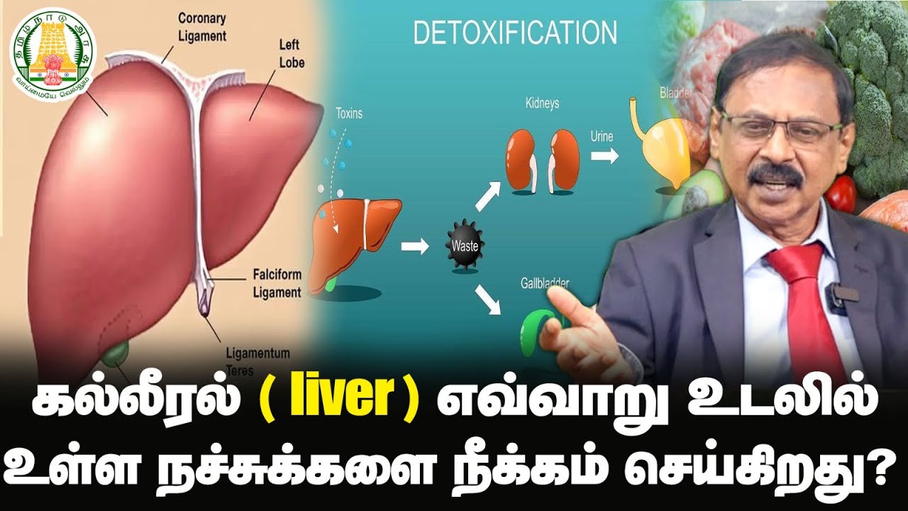 கல்லீரல் (liver) எவ்வாறு உடலில் உள்ள நச்சுக்களை நீக்கம் செய்கிறது?