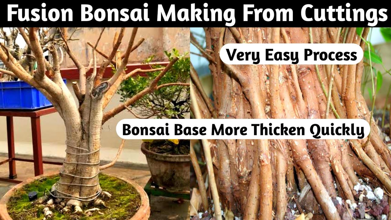Fusion Bonsai Making From Cuttings