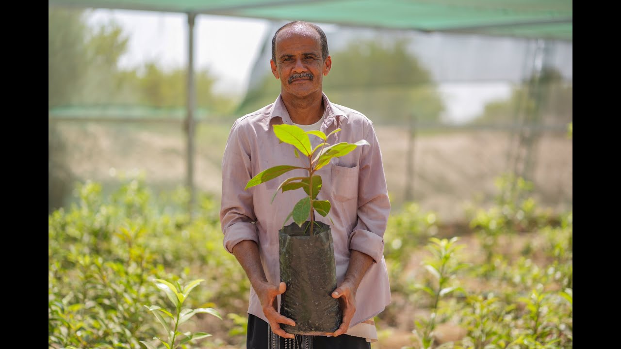 Building Sustainable Food Security in Yemen