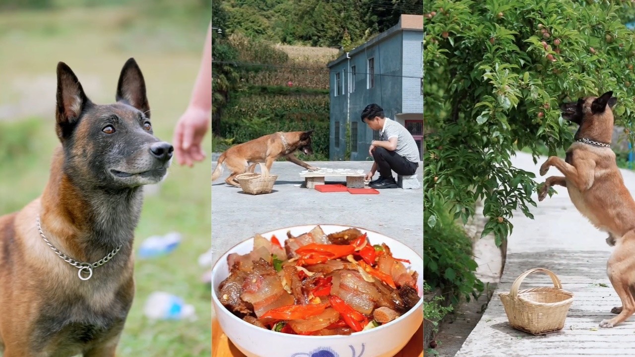 暖心故事：狗狗乐于助人，他通过行动和表情来表达对家人和乡亲的爱和善意🐶♥️