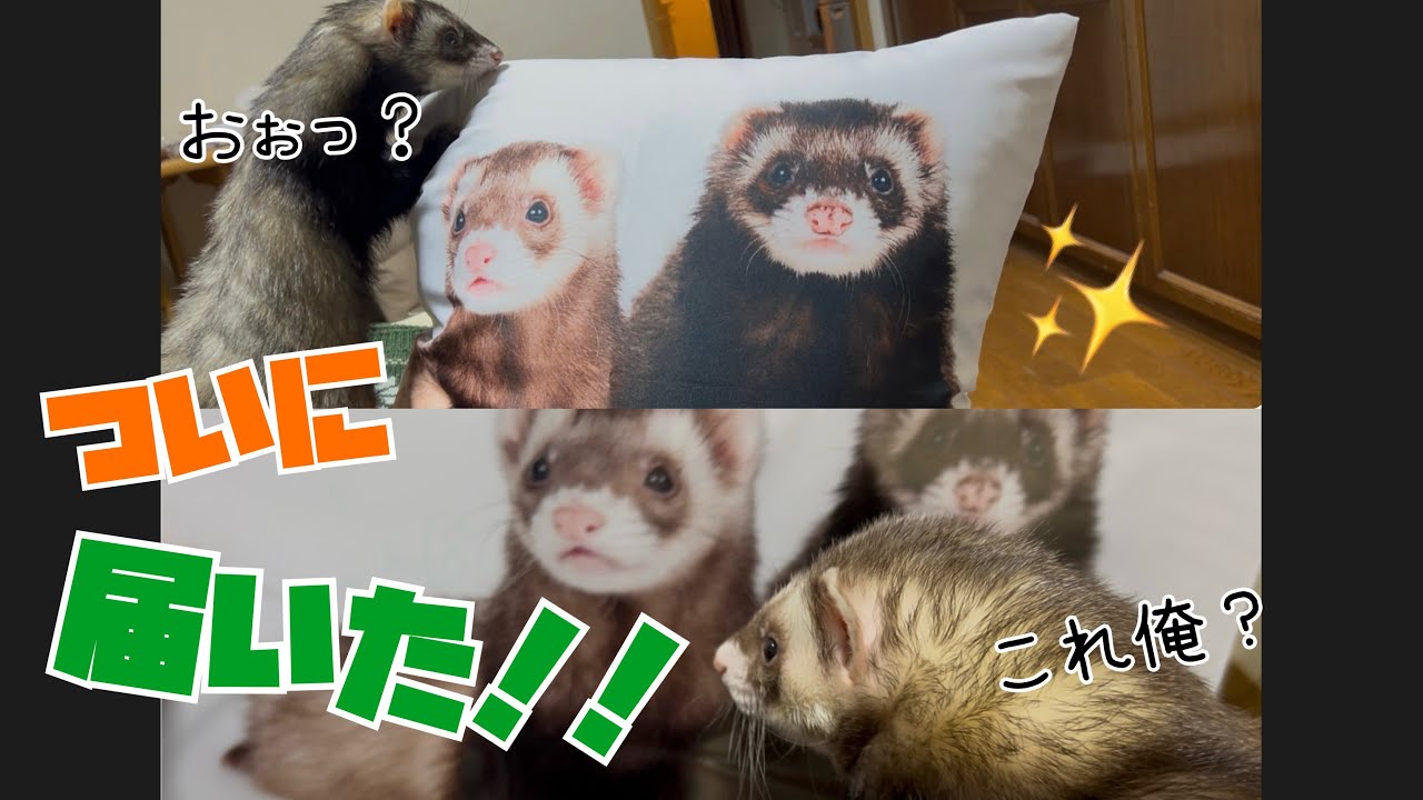 【フェレット】実は撮影会データ届いてました！🏣))#ダウくん#ボフくん#ferret 