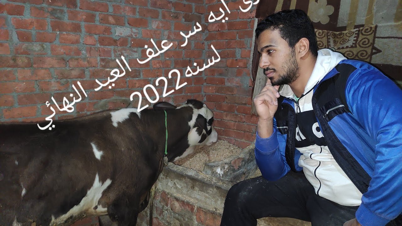 العلف النهائي لتسمين العجول لعيد الاضحى 2022