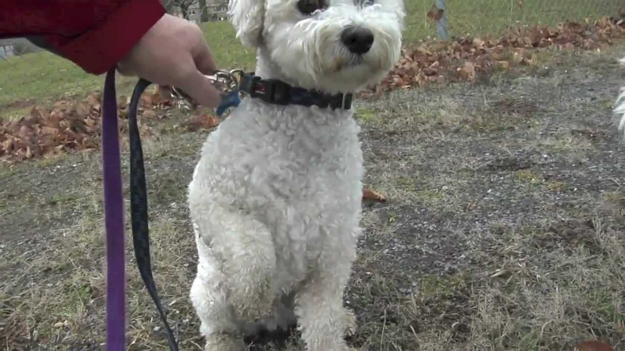 Bichon Frise Running & Fighting in the Park, Puppy & Dog Chase