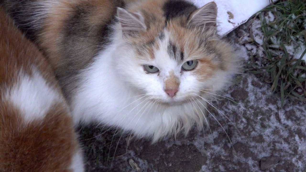Calico fluffy cat so hungry in a cold day