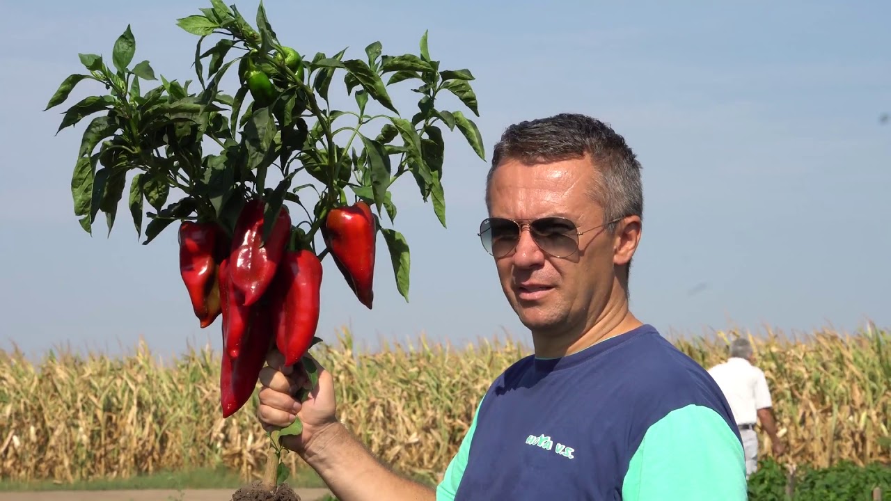 Paprika Mišina -  HOYA 2017