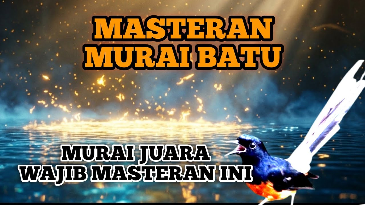 Masteran Murai Batu Gacor Isian Tajam & Rapat 🔥 Latihan Murai Batu Biar Rajin Bunyi