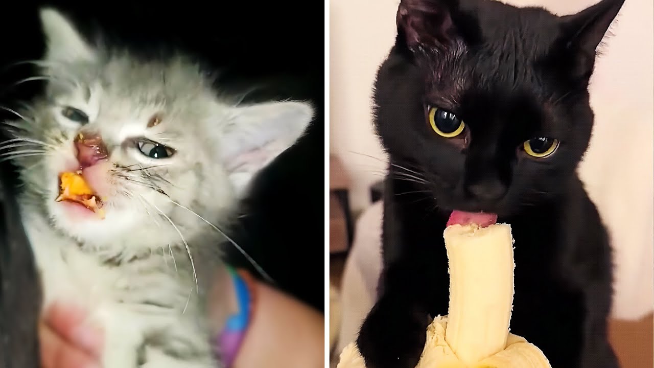 Cats Doing the Funniest Things Ever
