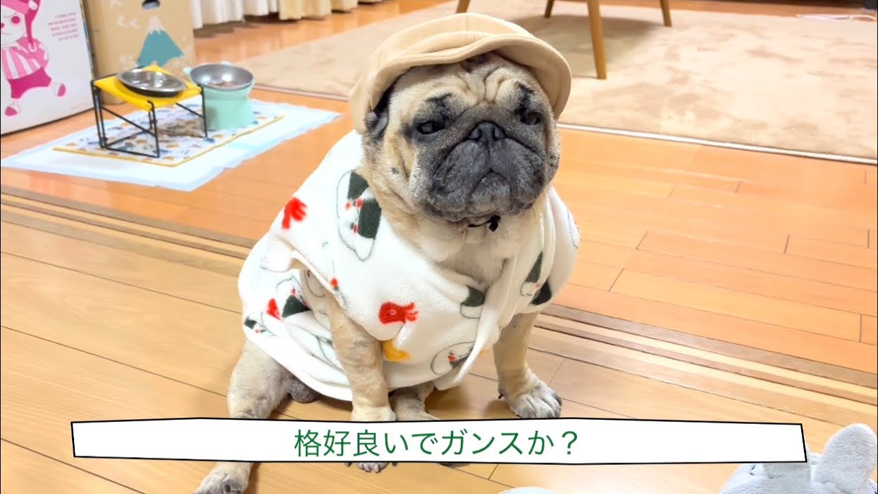 【パグ】ピクニック柄のお洋服！！！
