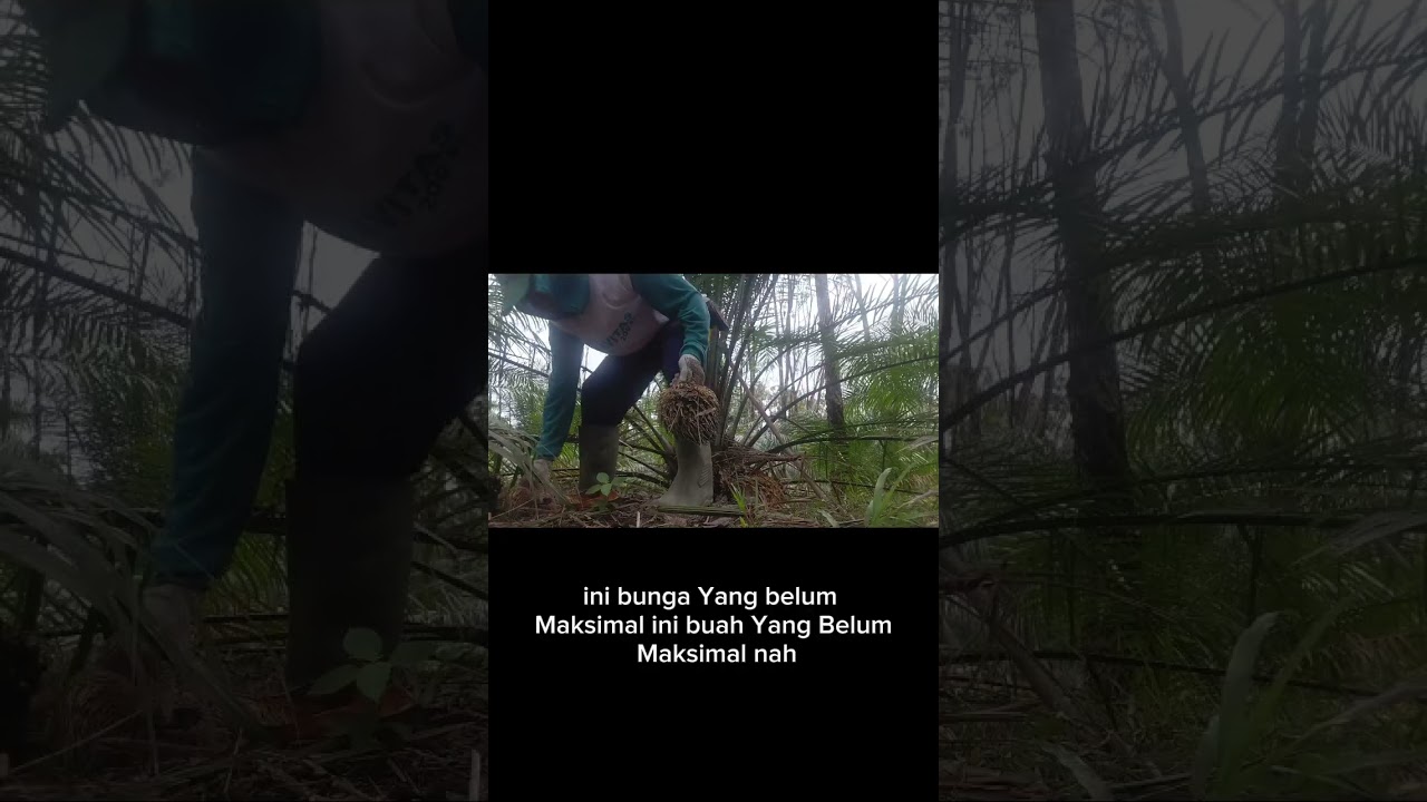 #perkebunankelapasawit 