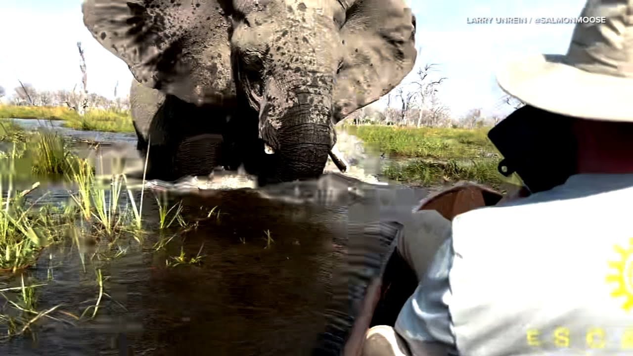 Tourists speak out after video shows elephant charge at them during safari