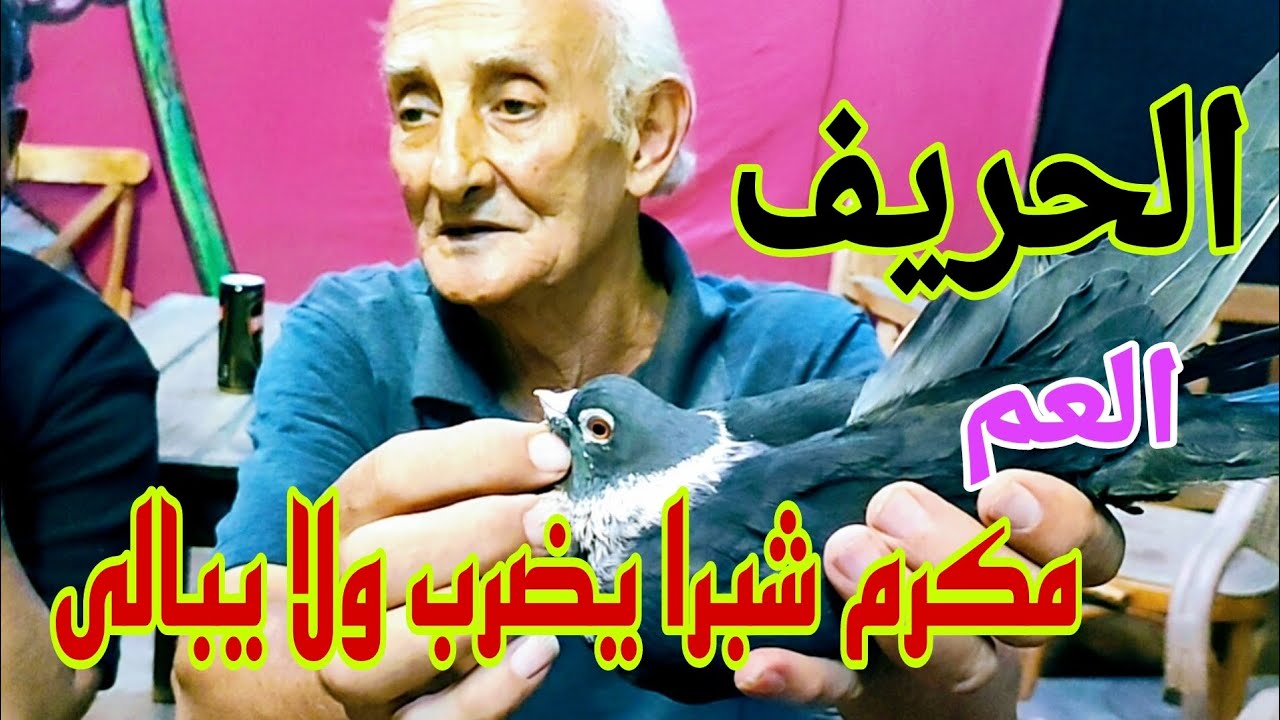 الحريف (فرجة الفاروق)#الحمام_الغزار #egypt_swift_pigeons