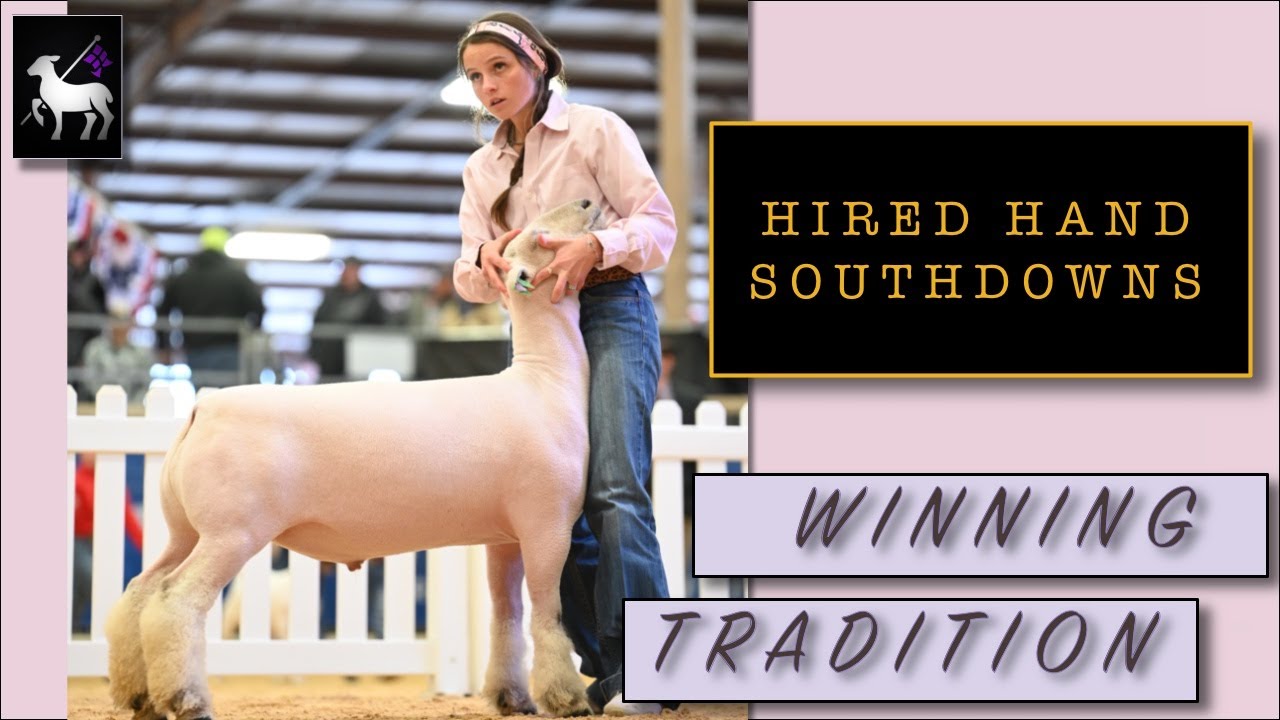 Champion Lambs | Hired Hand Southdowns Interview