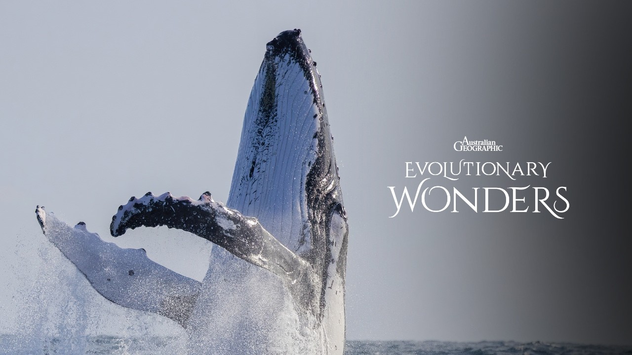 What Actually Happens During Humpback Whale Migration | Evolutionary Wonders