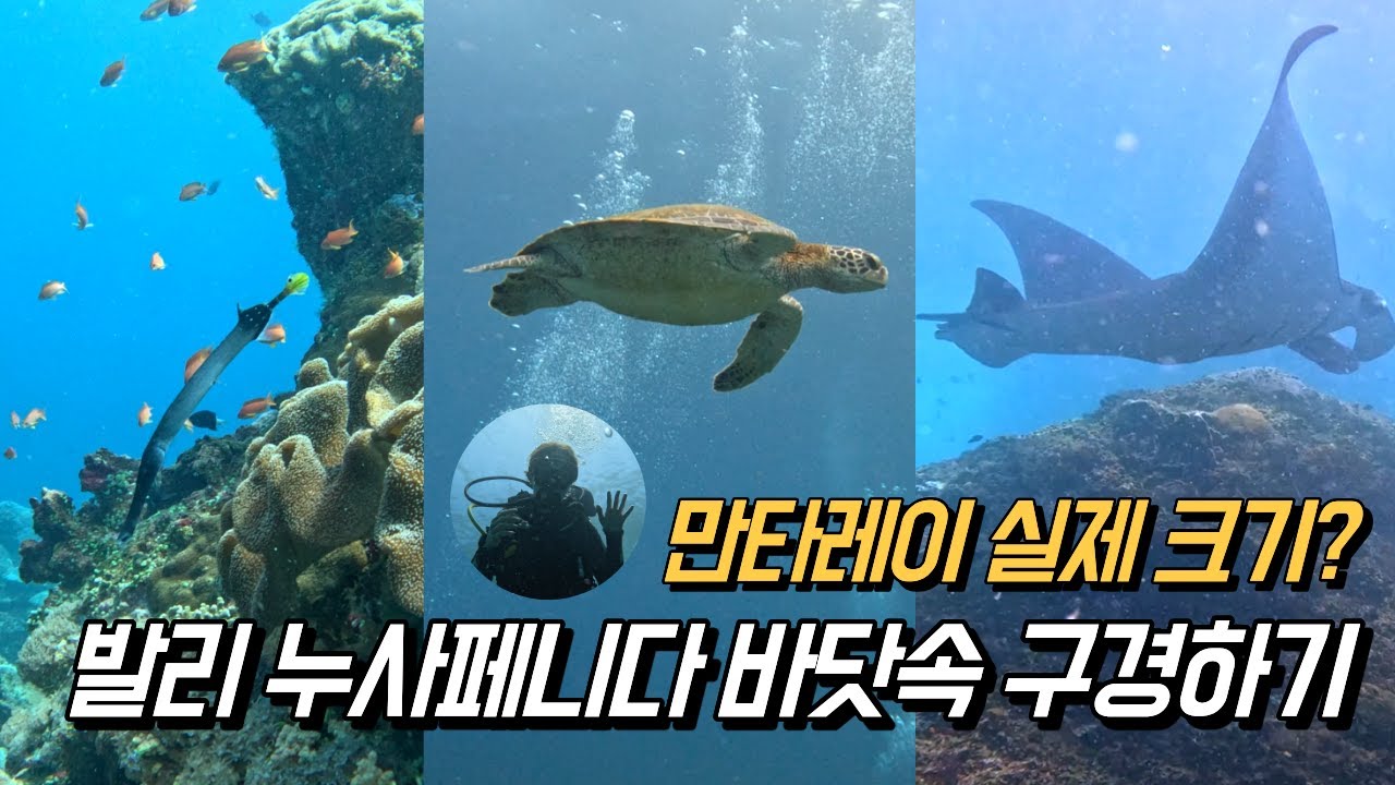 발리 누사 페니다 스쿠버다이빙 🌊 - 바닷속 10분 구경