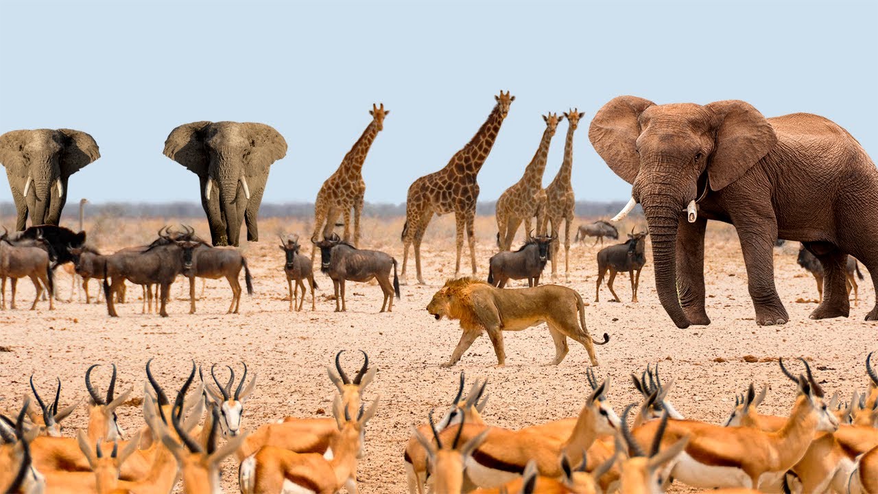 &Aacute;FRICA SELVAGEM | Animais Selvagens da &Aacute;frica | VIDA SELVAGEM SAVANA AFRICANA | DOCUMENT&Aacute;RIO