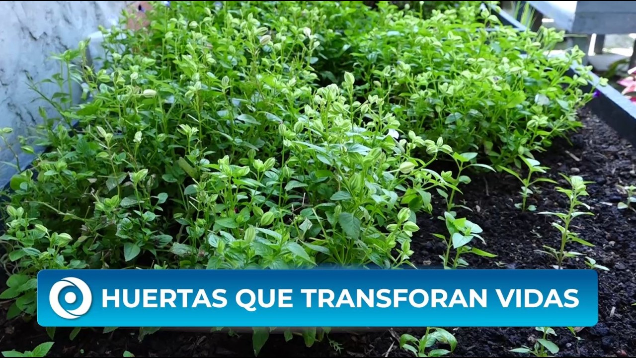 Del barrio Olaya a grandes restaurantes: agricultura urbana en Cartagena