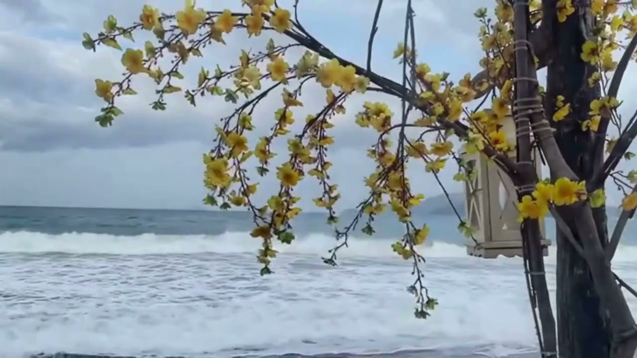 Serene Shoreline | Waves Crashing Through Flowering Trees