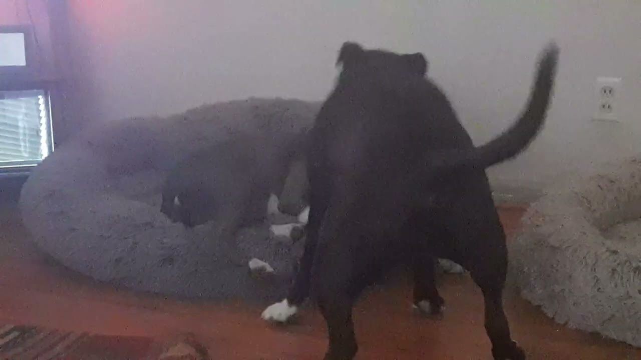 Gypsy n Raine ❤️🐾 Thursday am horsing around!