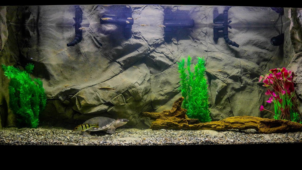 Worlds BEST Fly River Turtle Tank! ( I think so 🤣)