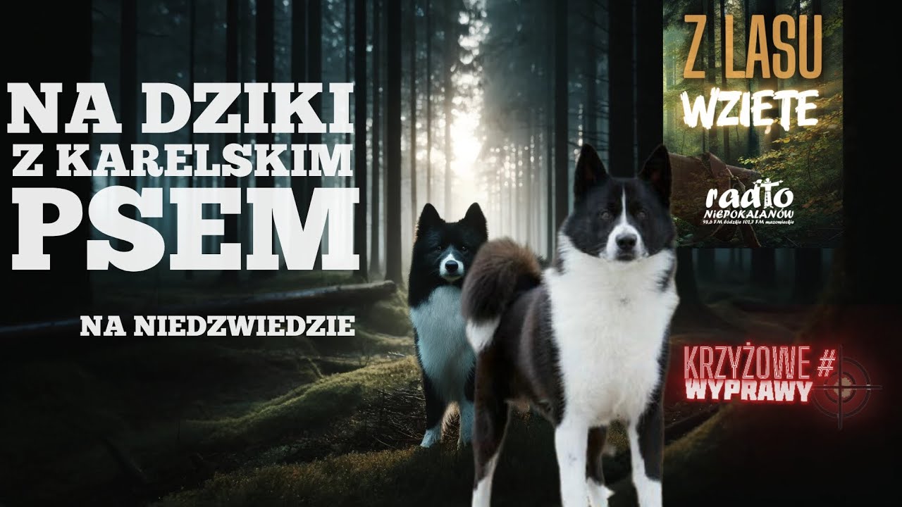 Łowczy, Pies i Biała Stopa. Polujemy z Karelami na DZIKI z podchodu  #Wyprawy Krzyżowe