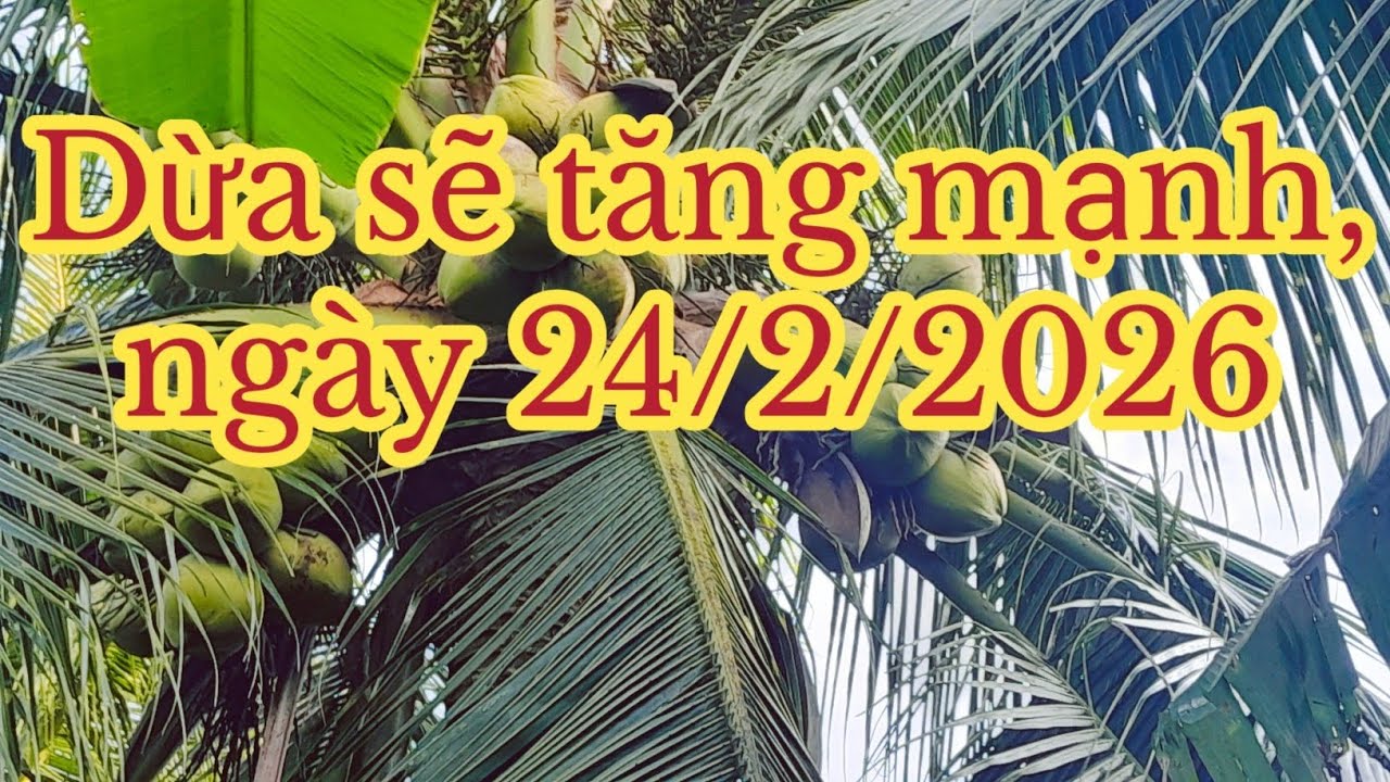 Giá dừa sẽ tăng mạnh, bà con luôn trông chờ...
