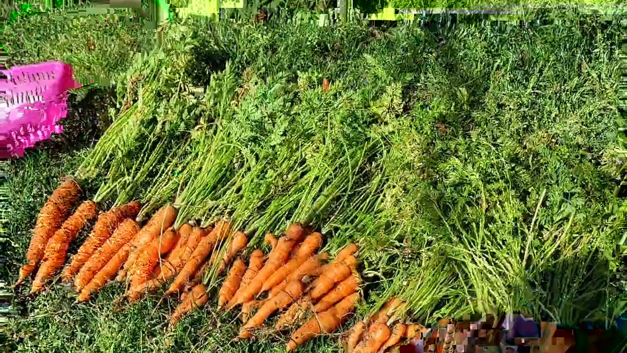 Cosecha de zanahorias en botellas