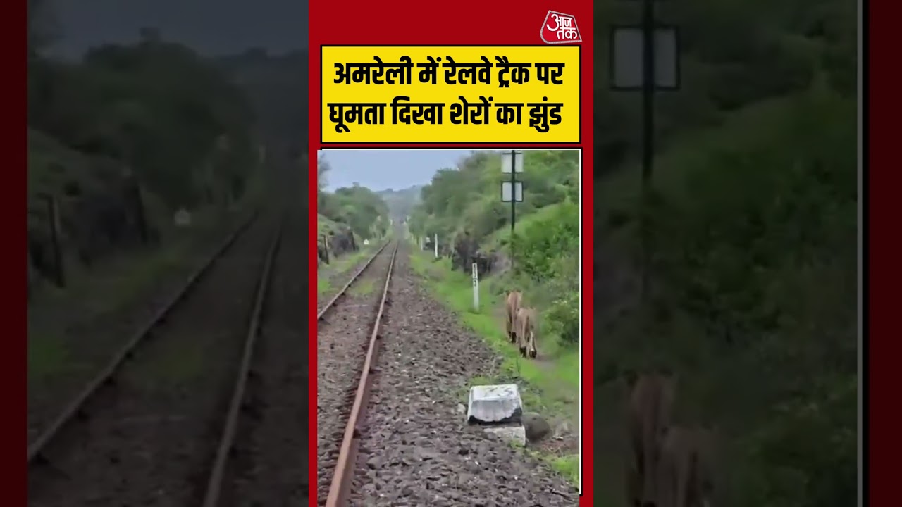 अमरेली में रेलवे ट्रैक पर घूमता दिखा शेरों का झुंड | #lion #viralvideo #shorts