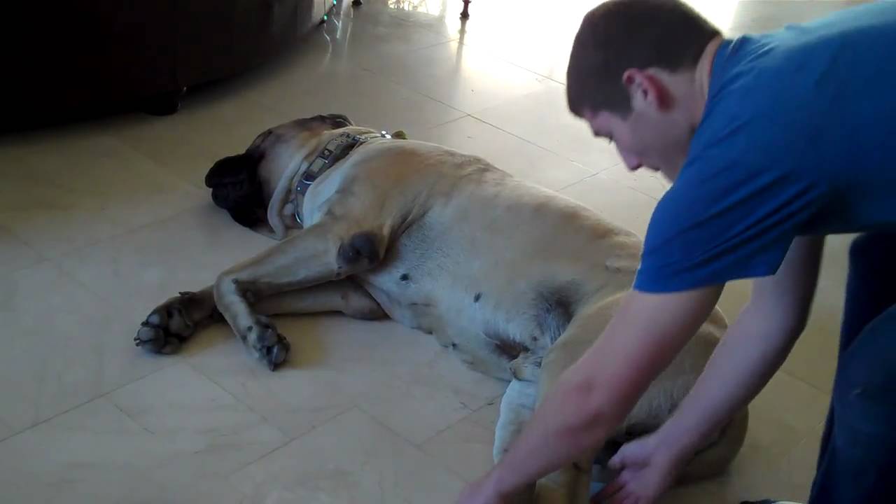 Vinny the Dog Whisperer Kicked in the Balls