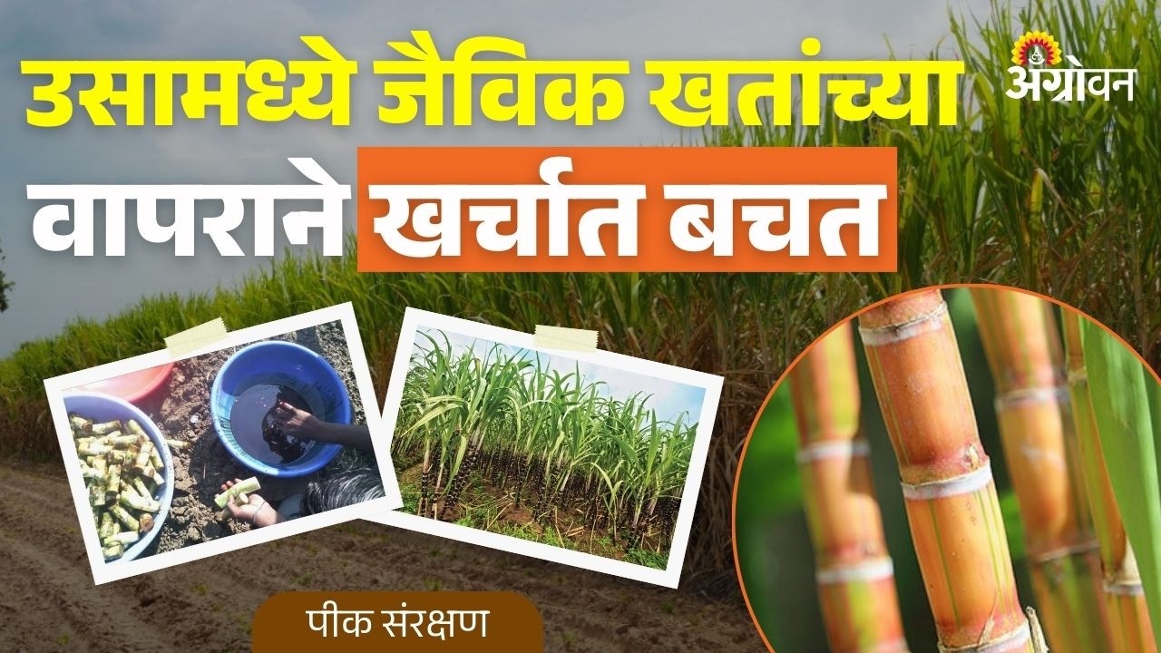 Sugarcane BioFertilizers: उसामध्ये जैविक जिवाणू खतांच्या वापराने खर्चात बचत कशी होते? | Agrowon