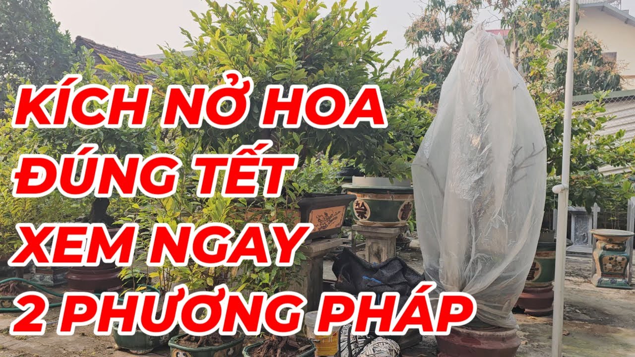 🔴 QBS24612 - THỜI ĐIỂM Ủ NHIỆT MAI VÀNG MIỀN BẮC NỞ HOA ĐÚNG TẾT | THỜI ĐIỂM TÚT LÁ MAI MIỀN BẮC