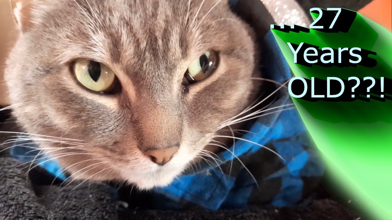 This Cat Is 27 Years Old   And Still Purring!