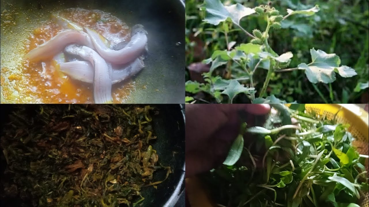 ঘাগড়া শাক দিয়ে হাতে দেওয়ার শুটকি 🫕  শিং মাছ দিয়ে থানকুনি পাতার ঝোল 🫕@TabassumZannatSuha23 