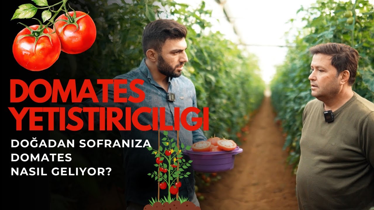 Sera Domates Yetiştiriciliği | Çiftçiden Tarlada Anlatım