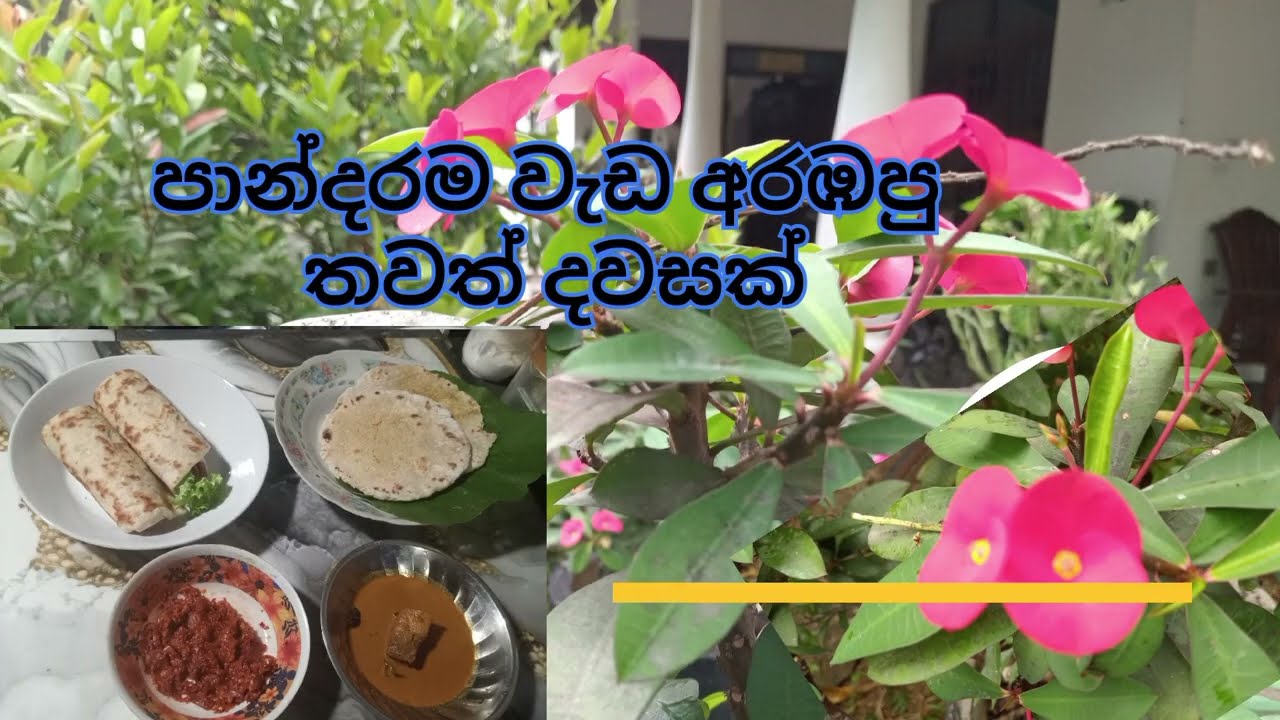 පාන්දරින් පටන් ගන්න දවස හරිම සාර්ථකයි