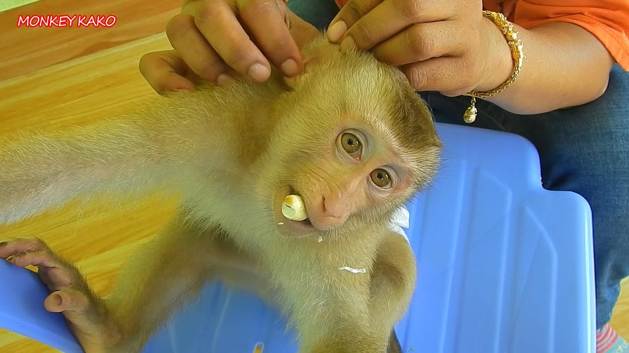 Adorable Monkey Kako Sit And Grooming On Chair