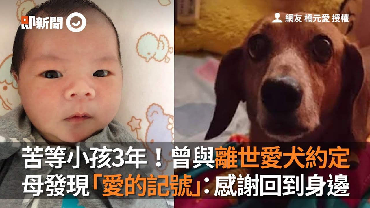 苦等小孩3年！曾與離世愛犬約定　母發現「愛的記號」：感謝回到身邊