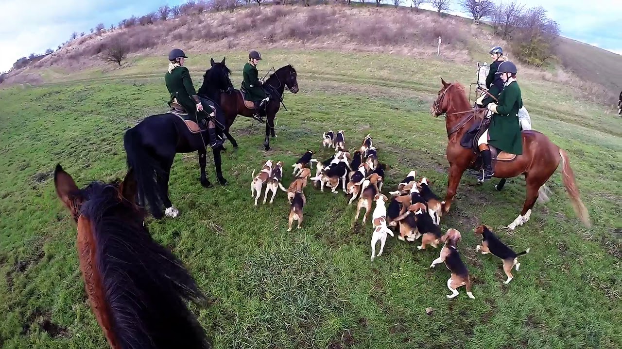 2018 Abschlussjagd der Geiseltal Beagle Meute