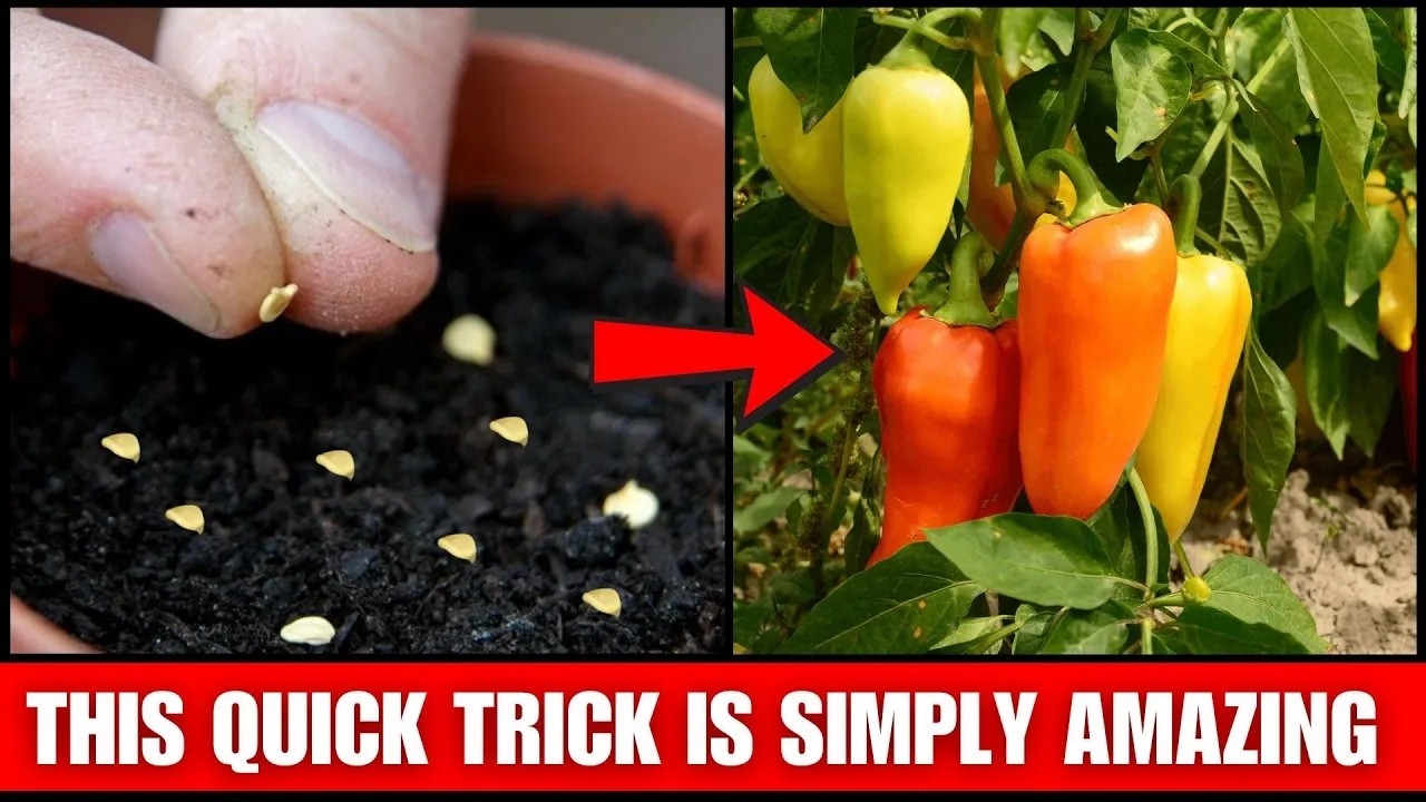 Secrets to Growing Peppers Successfully Every Time!