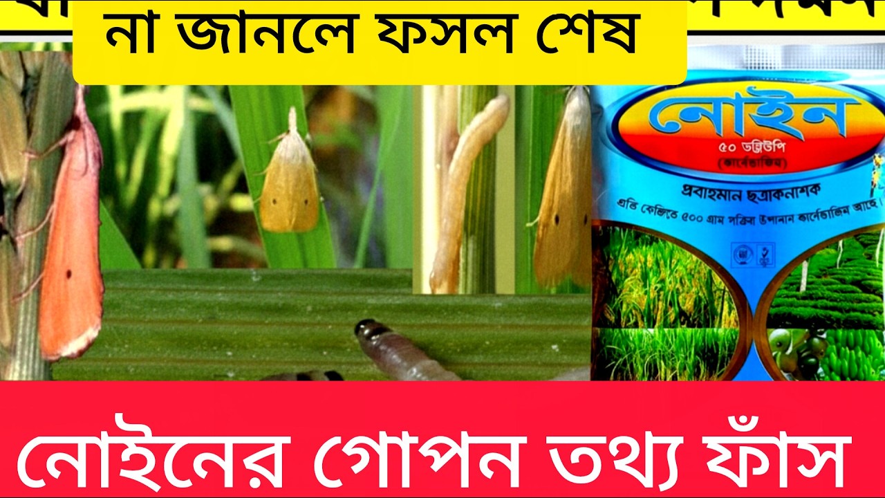 ধান গাছের ,খোলাপচা,গোড়া পচা, ঝলসা রোগ সারাতে দেখুন এই ভিডিও|noine ki ki kaze bistarito,smartkrishok