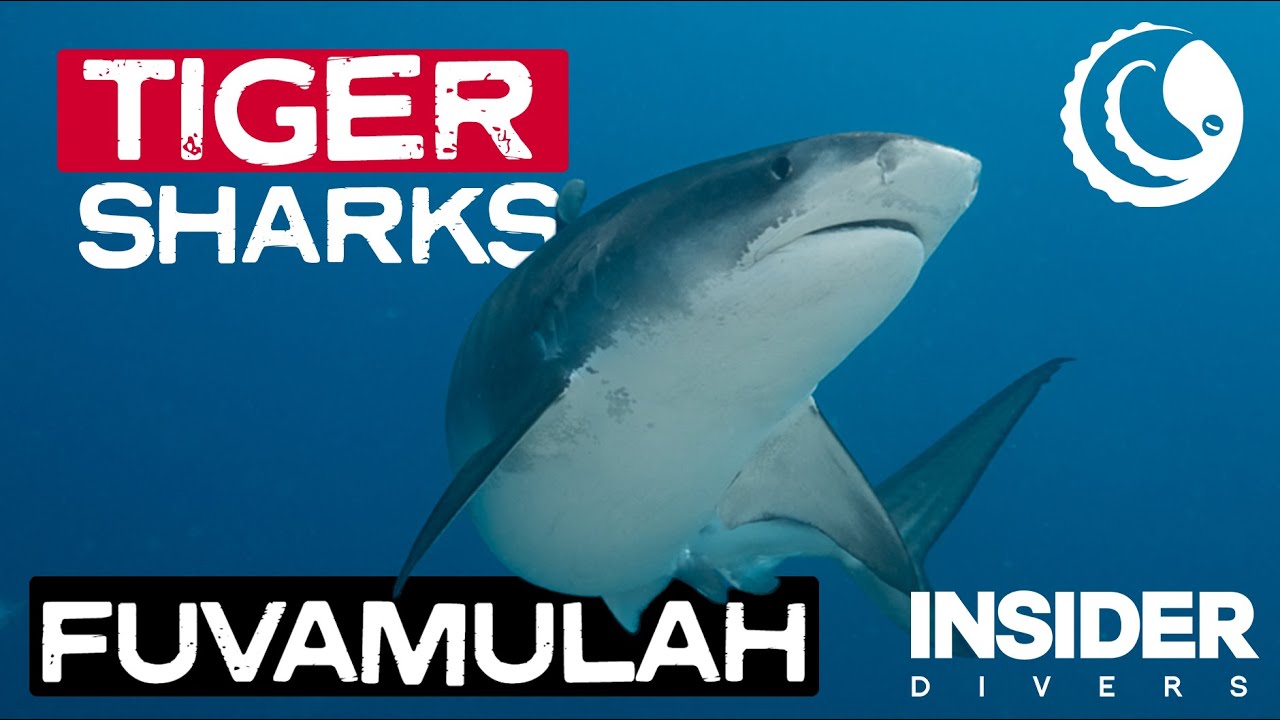 Tigershark of Fuvamulah Maldives - Explained
