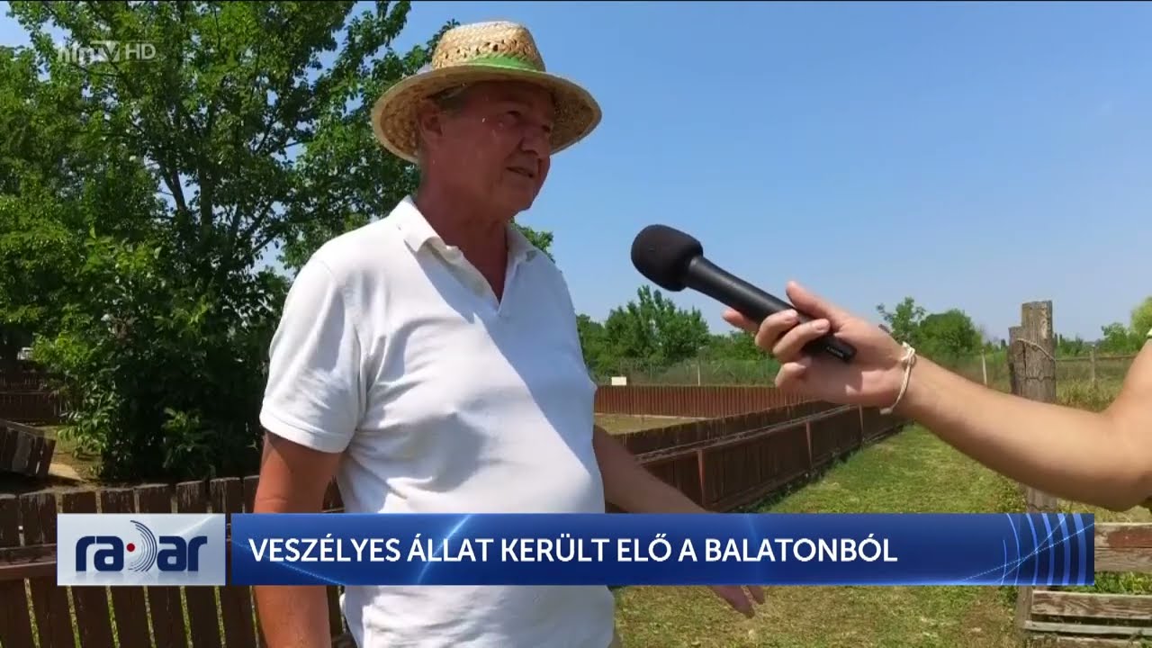 RADAR - VESZÉLYES ÁLLAT KERÜLT ELŐ A BALATONBÓL - HÍR TV
