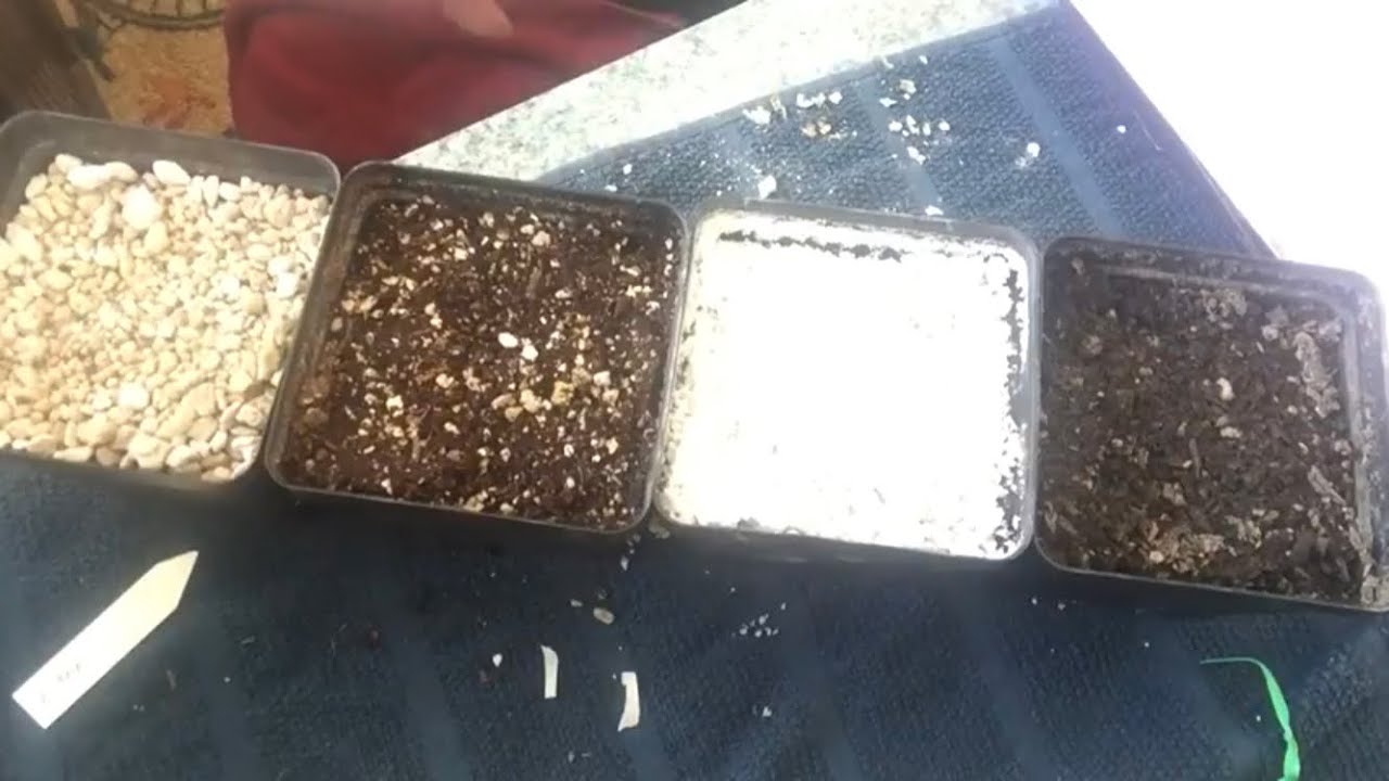 How Much Difference Does The Type Of Soil You Use Make?  Watch This Experiment To Find Out!