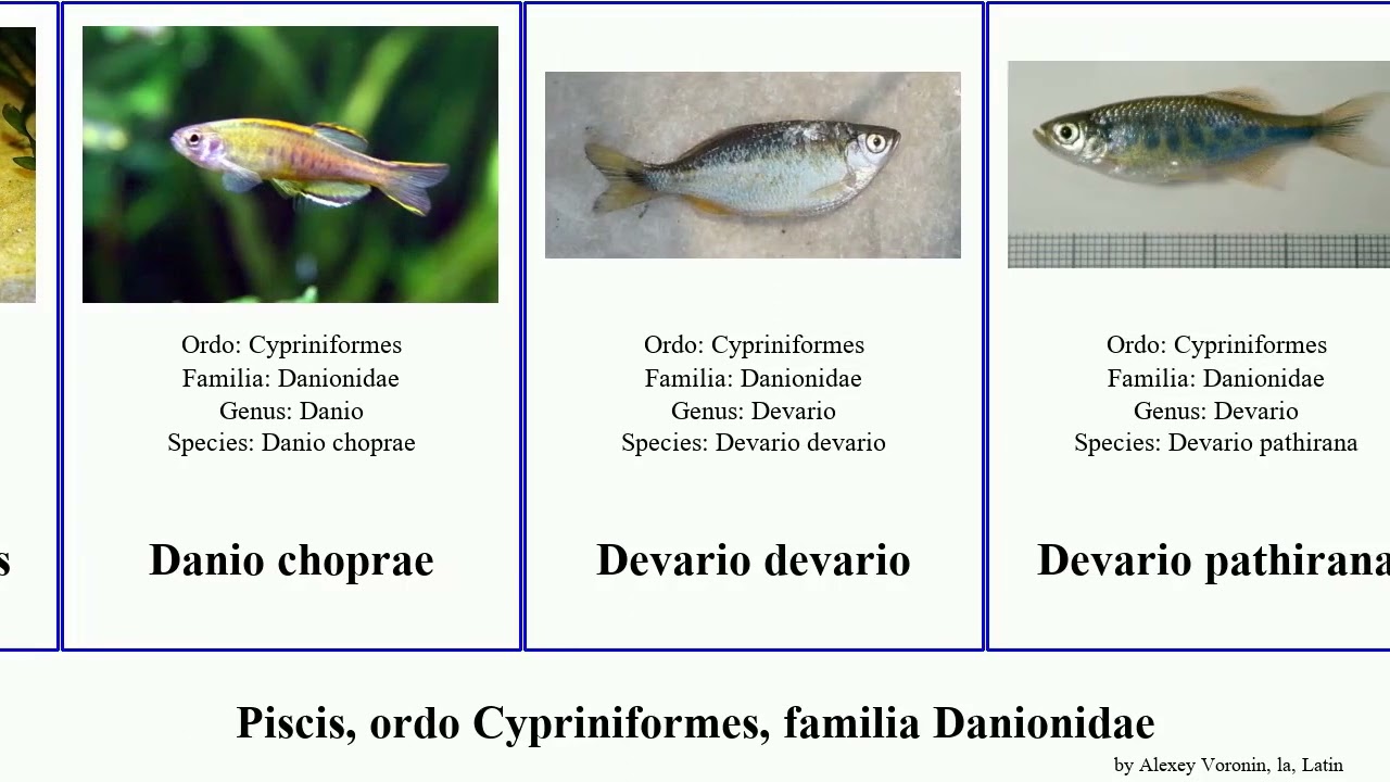 Piscis, ordo Cypriniformes, familia Danionidae fish brucei leonardi striata taenia insignis Pangio
