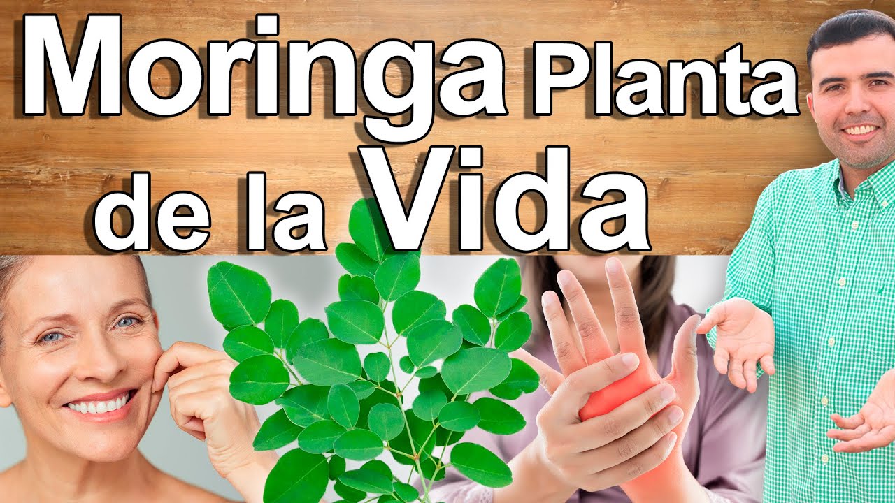 Para Qu&eacute; Sirve La Moringa La Planta de la Vida - Beneficios y Propiedades Para Vivir 100 A&ntilde;os