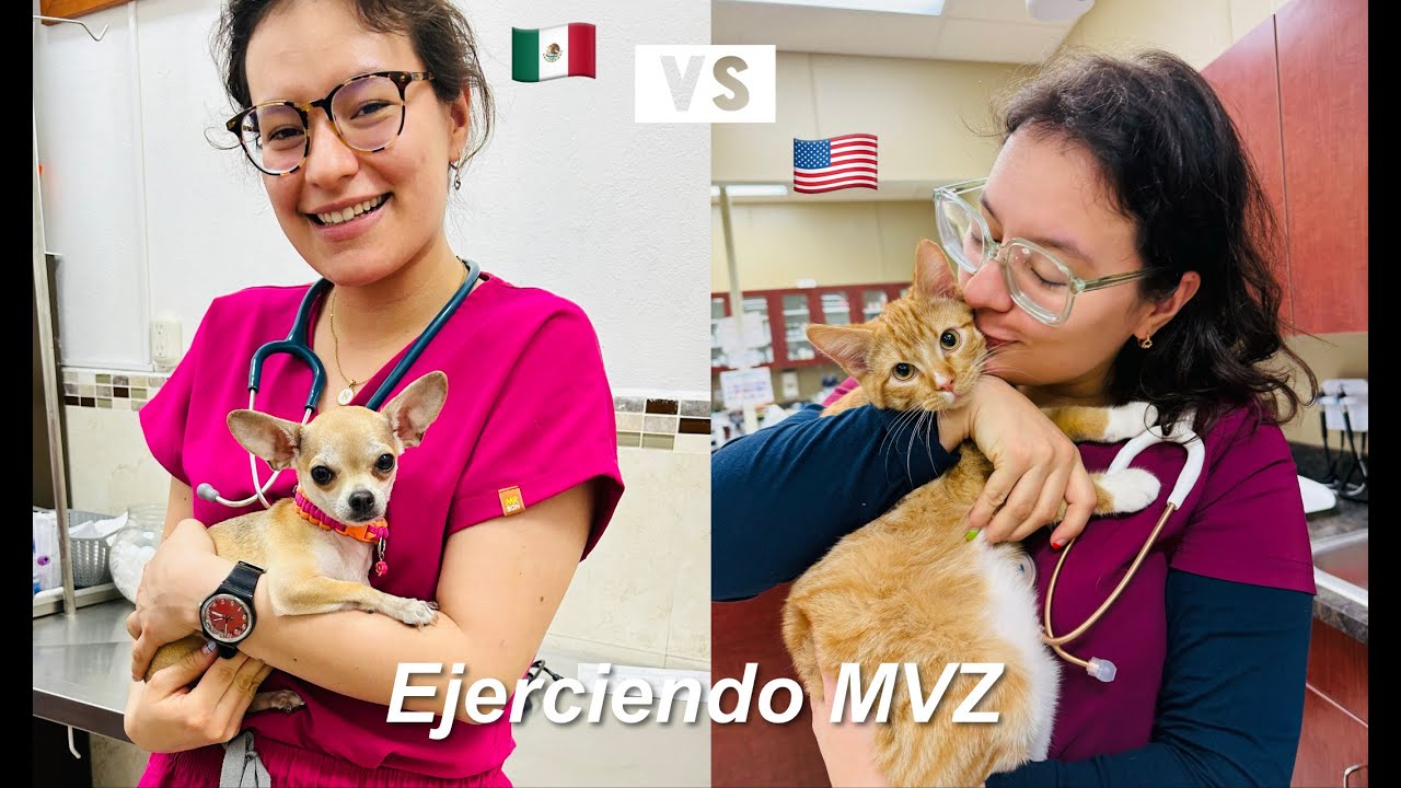 Comparando la medicina veterinaria de México VS la de EUA | norma itzel 👩🏻‍⚕️🩺