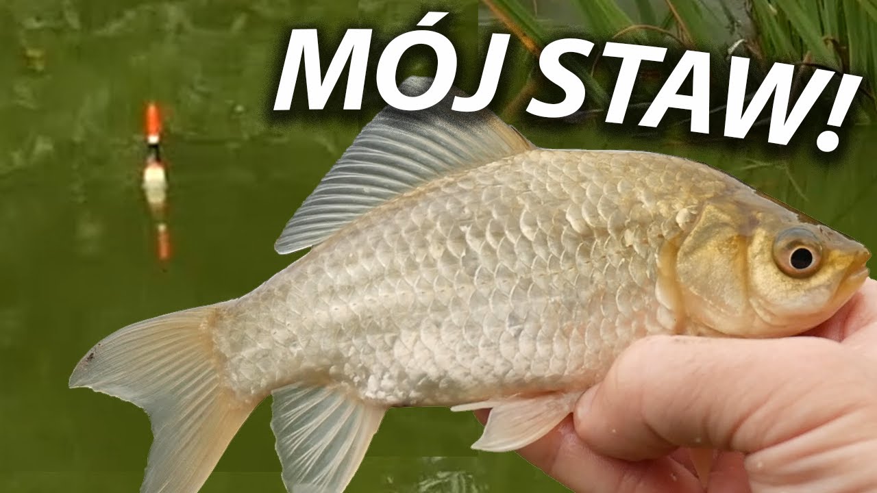 ŁOWIENIE NA MOIM STAWIE!