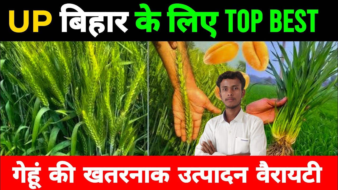 उत्तर प्रदेश बिहार के लिए गेहूं की अच्छी वैरायटी || gehu best variety || gehu best variety Up Bihar